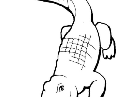 Coloriage Crocodile